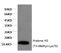 Histone H3 (Tri-Methyl-Lys79) Monoclonal Antibody