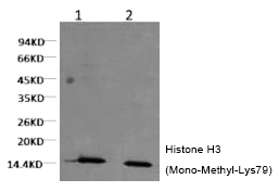 Histone H3 (Mono-Methyl-Lys79) Monoclonal Antibody