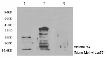 Histone H3 (Mono-Methyl-Lys79) Monoclonal Antibody