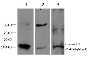 Histone H3 (Di-Methyl-Lys9) Monoclonal Antibody