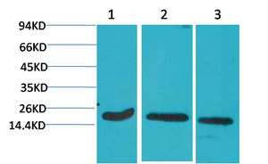 Active Caspase-3 Monoclonal Antibody