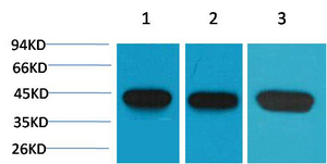 α-SMA Monoclonal Antibody