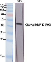 Cleaved-MMP-10 (F99) Polyclonal Antibody