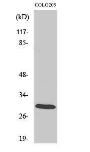 14-3-3 ζ Polyclonal Antibody