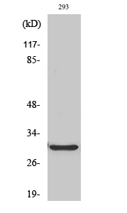 ABCC13 Polyclonal Antibody