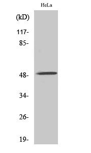 AChRα10 Polyclonal Antibody