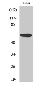 AMPKα1 Polyclonal Antibody