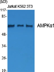 AMPKα1 Polyclonal Antibody