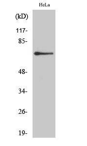 AR-β2 Polyclonal Antibody