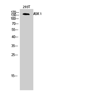 ASK 1 Polyclonal Antibody