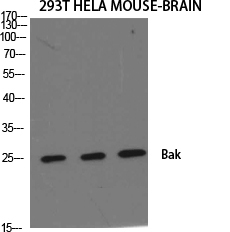 Bak Polyclonal Antibody
