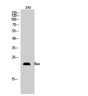 Bax Polyclonal Antibody