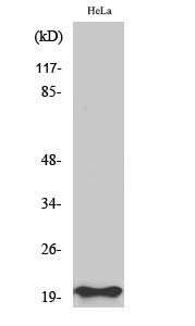 Bax Polyclonal Antibody
