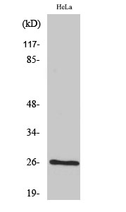 BCAS2 Polyclonal Antibody