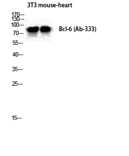 Bcl-6 Polyclonal Antibody