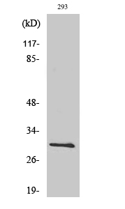Bcl-x Polyclonal Antibody