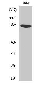 Catenin-γ Polyclonal Antibody