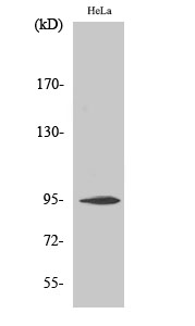 CD284 Polyclonal Antibody