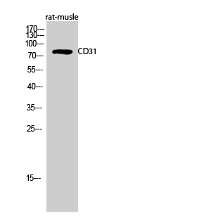 CD31 Polyclonal Antibody