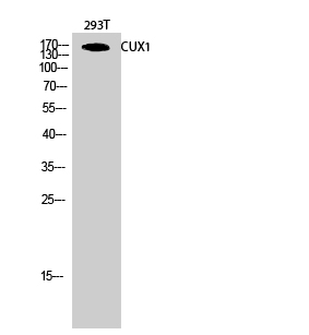 CUX1 Polyclonal Antibody