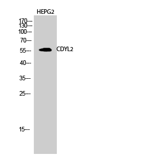 CDYL2 Polyclonal Antibody