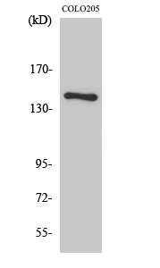 COL2A1 Polyclonal Antibody