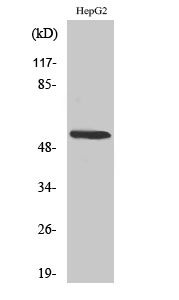 CYP26A1 Polyclonal Antibody