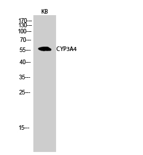 CYP3A4 Polyclonal Antibody