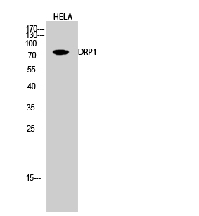 DRP1 Polyclonal Antibody
