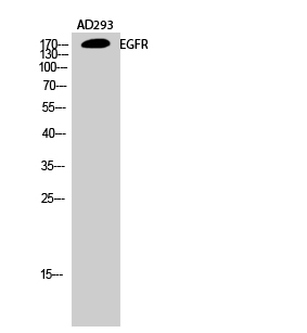 EGFR Polyclonal Antibody