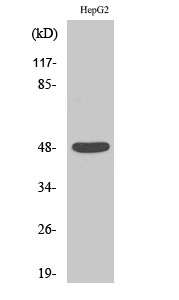 Enolase Polyclonal Antibody