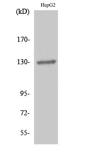 EphB1/2 Polyclonal Antibody