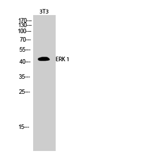 ERK 1 Polyclonal Antibody