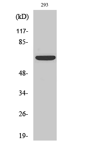 ERα Polyclonal Antibody