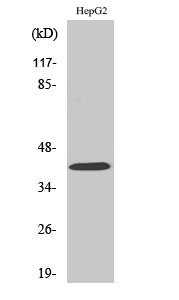 FAM80B Polyclonal Antibody