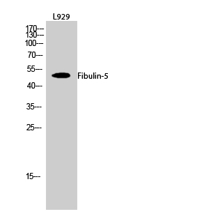 Fibulin-5 Polyclonal Antibody