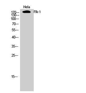 Flk-1 Polyclonal Antibody