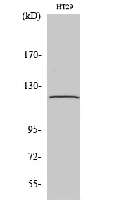 GCP5 Polyclonal Antibody