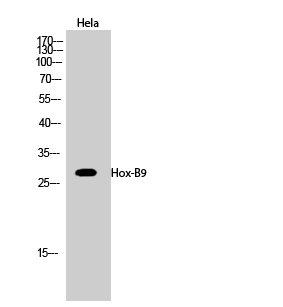 Hox-B9 Polyclonal Antibody