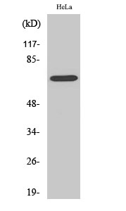 Ku-70 Polyclonal Antibody