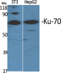 Ku-70 Polyclonal Antibody