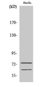 Lamin A/C Polyclonal Antibody