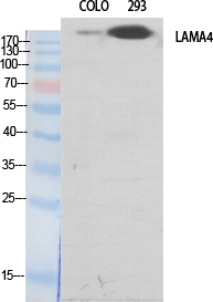 Laminin α-4 Polyclonal Antibody