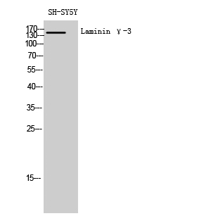Laminin γ-3 Polyclonal Antibody
