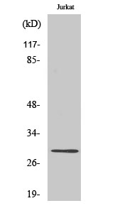 LDLRAD2 Polyclonal Antibody