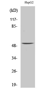 MMP-1 Polyclonal Antibody