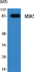 MSK1 Polyclonal Antibody