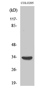 MyD88 Polyclonal Antibody