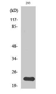 N/H/K-Ras Polyclonal Antibody