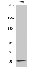 NAB2 Polyclonal Antibody